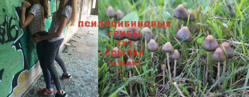 наркота  мориарти клад  Галлюциногенные грибы MAGIC MUSHROOMS  Котлас 